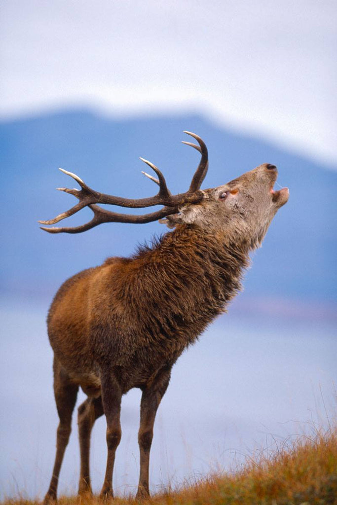 Soon the sound of stags will resound across the hills. Image © The North Harris Trust