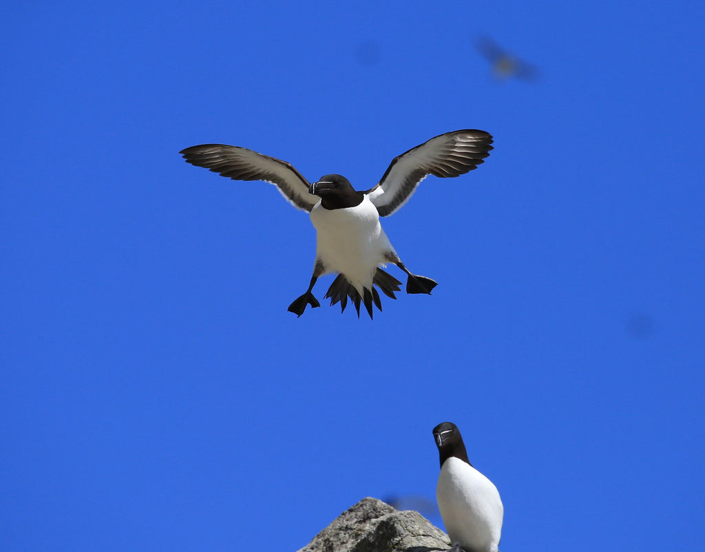 Razorbills against a bright blue sky.