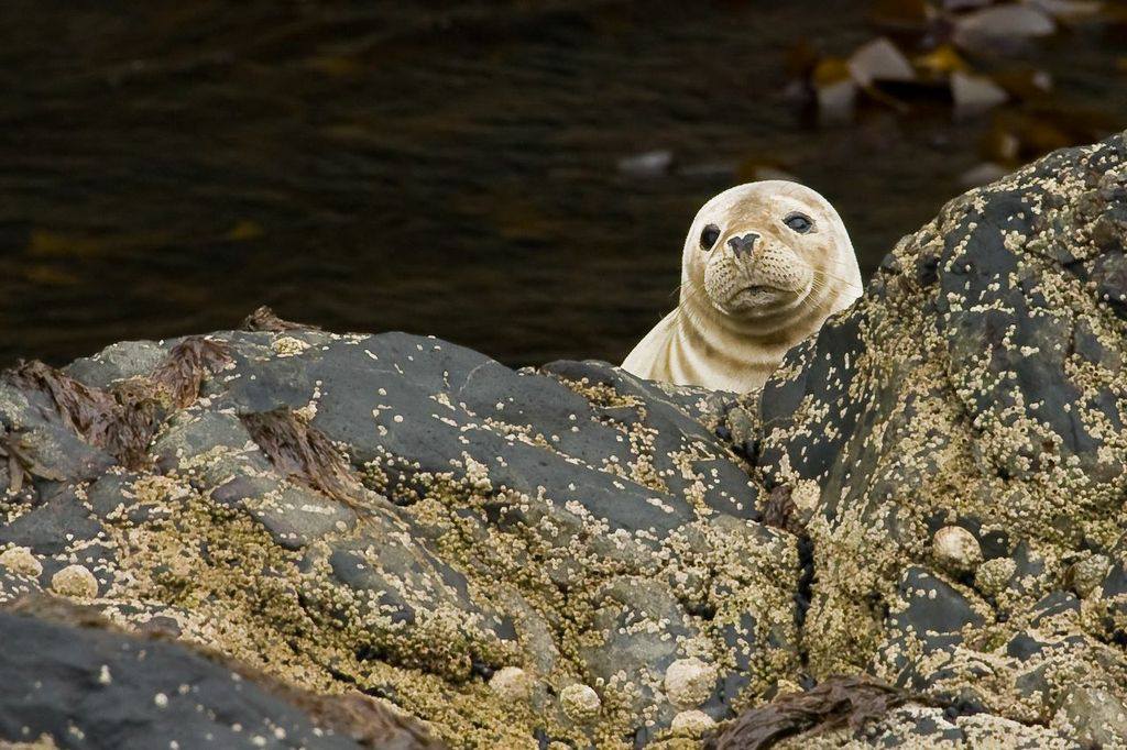 Catching sight of shoreline seals.