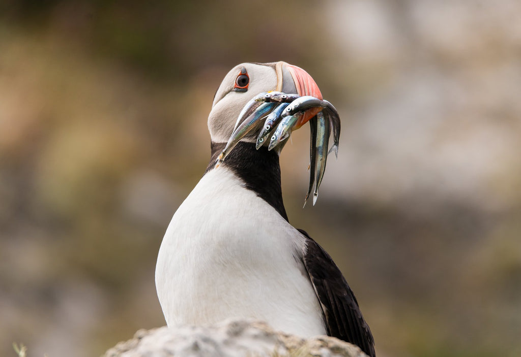 Dinner-time for the Puffins. Image © Lewis Mackenzie
