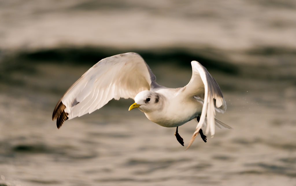 A lovely Kittiwake caught in the moment. Image © Lewis Mackenzie