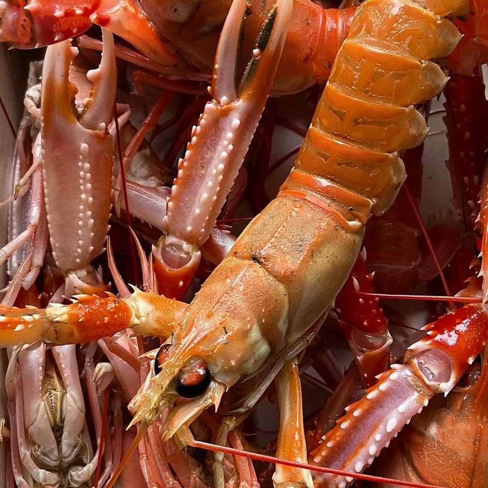 Langoustines, known more commonly here as prawns.