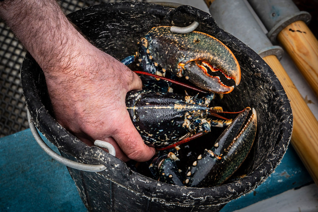 The fascinating life of lobsters, caught in creels around Harris shores...