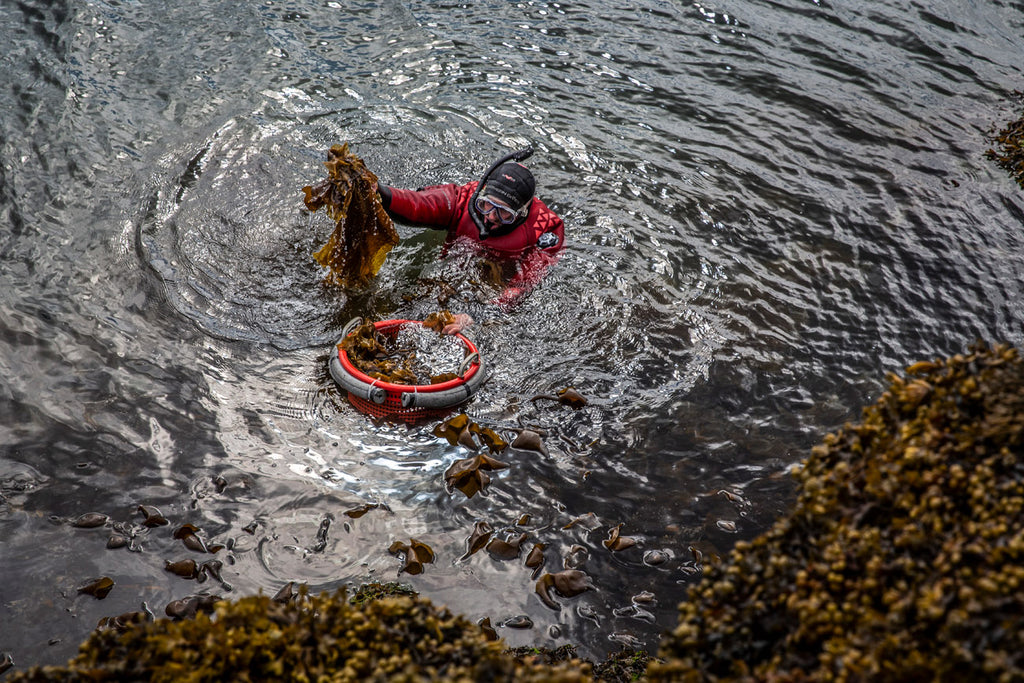 Every gold-green frond is picked by hand.