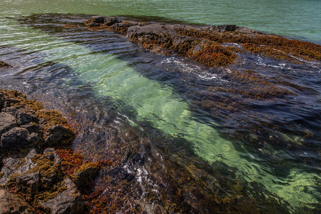 Cold, clear seas provide the perfect place for spring growth.