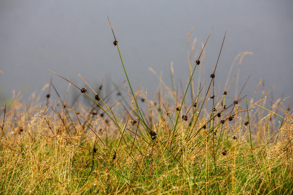 Rainwater beads on bog grasses.