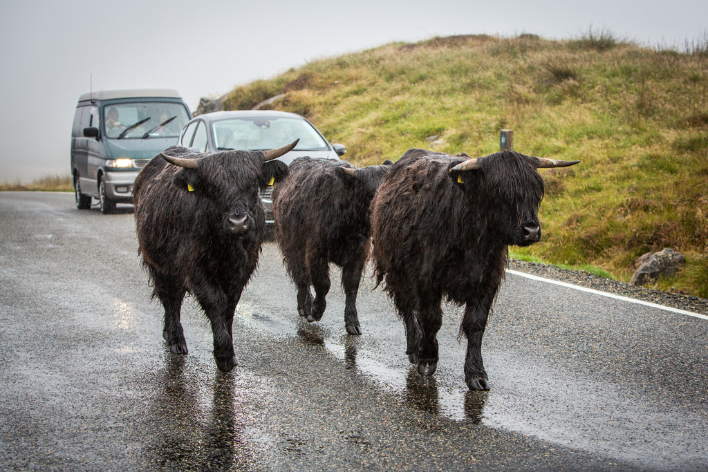 This island summer feels like a bit of a wash-out, so far...