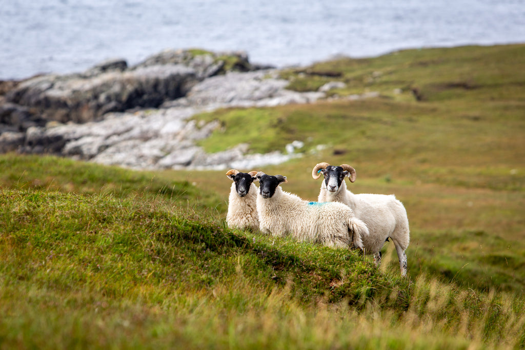 Blackface ewes on a coastal croft.