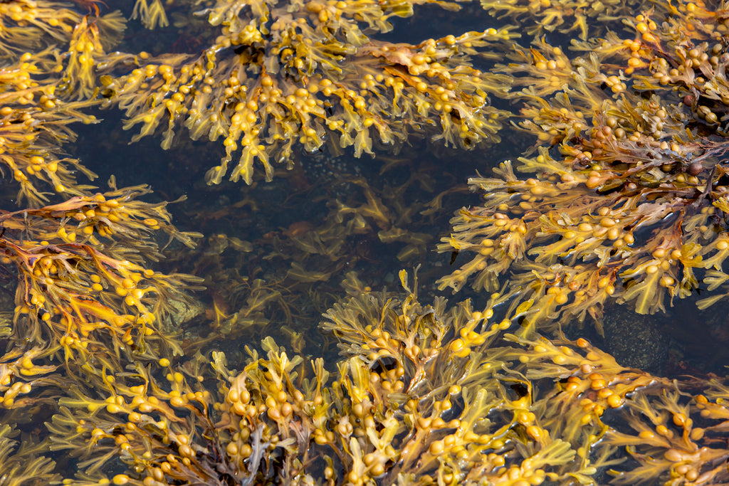 Cool tidal pools, happy home to several species of seaweed.