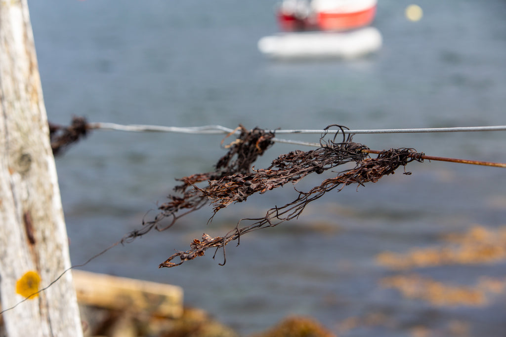 Seaweed and the sea have been a part of our island story for centuries.