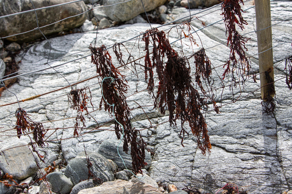 Windblown seaweed, caught and dried on croft fencing wire.