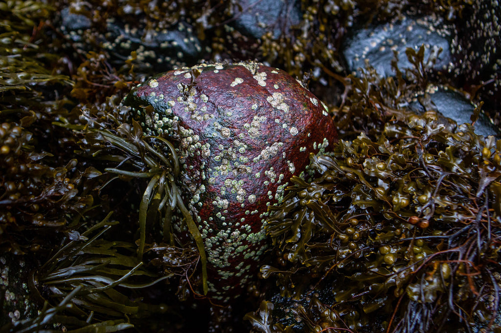 Bladderwrack, a common brown-green seaweed from the kelp family.