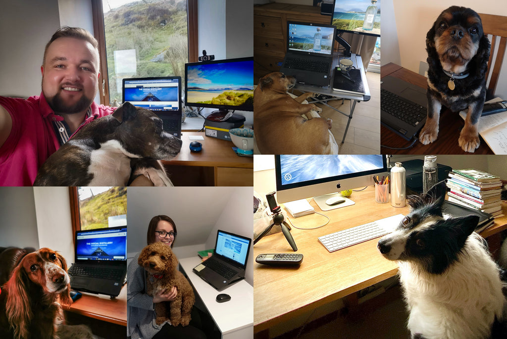 With many staff working from home, our dogs are delighted to help out.