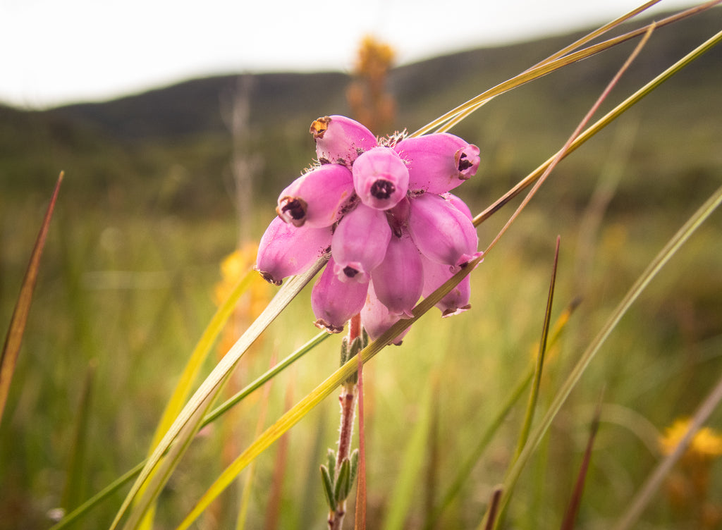 Cross-leaved heather.