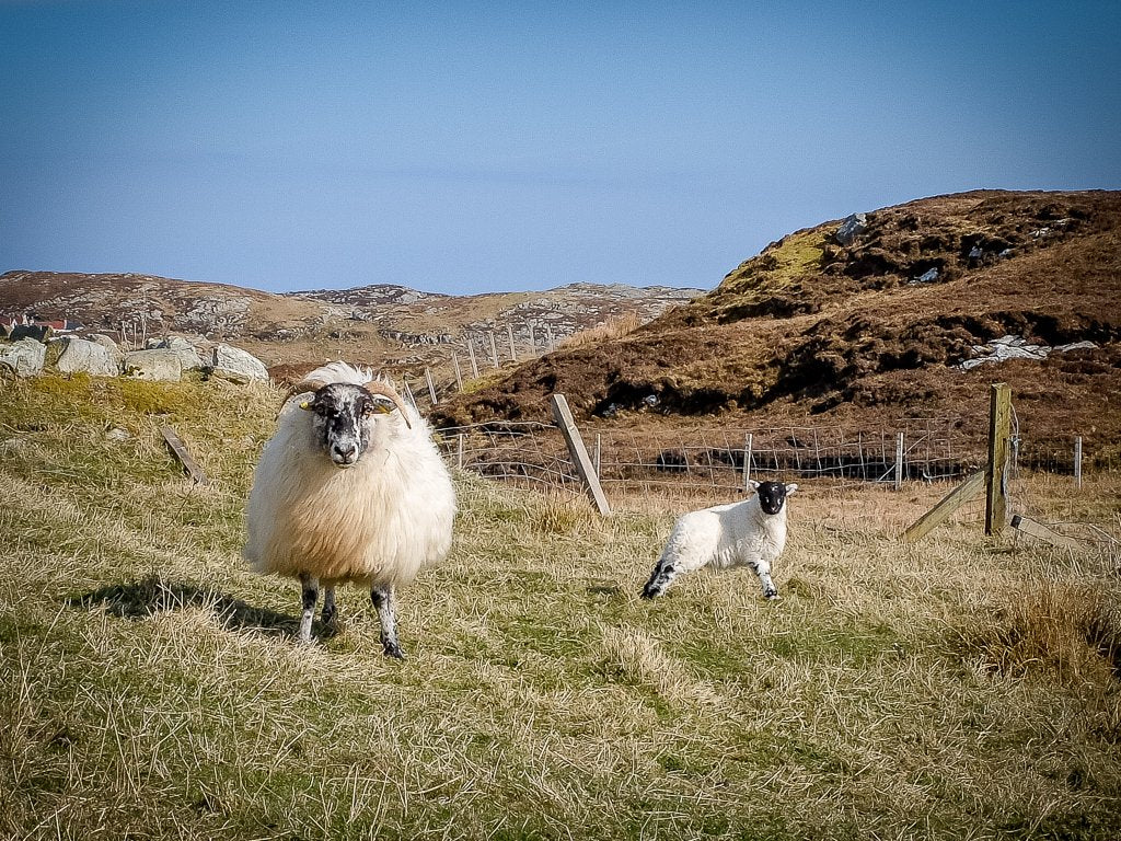 A stern stare from a protective mother, Isle of Scalpay, Harris.