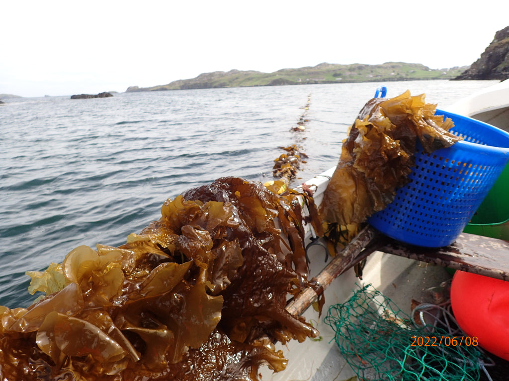 Sugar Kelp growing well on the ropes at sea. Image © Lewis Mackenzie