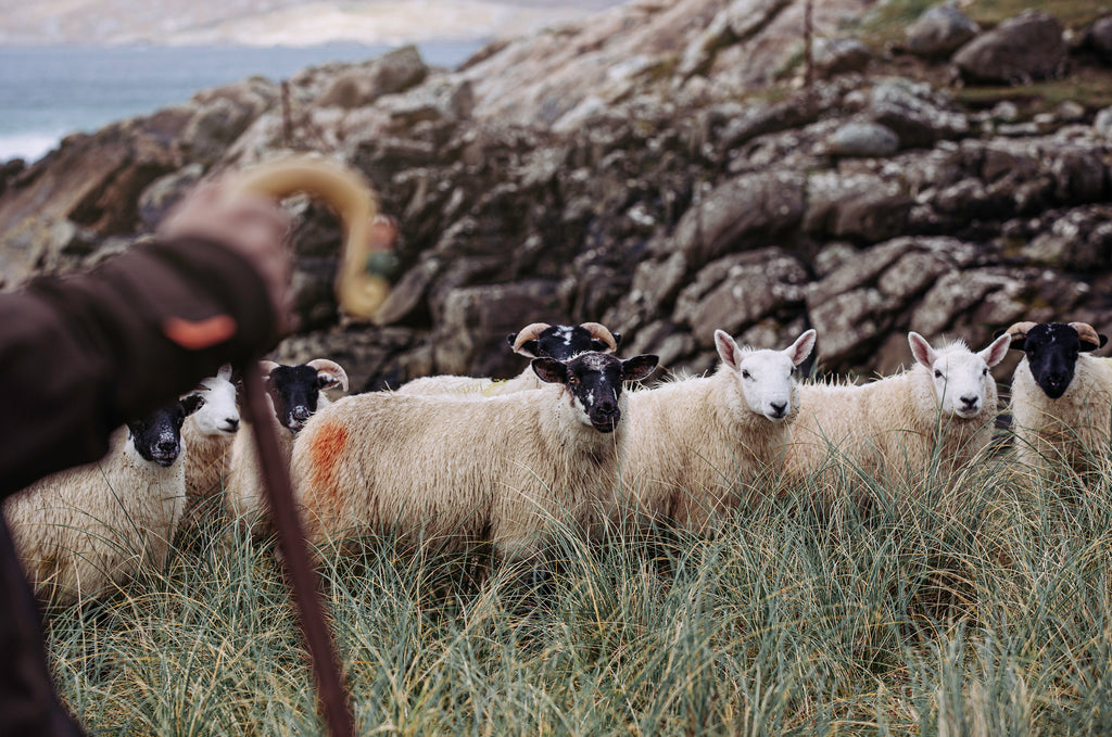 An Outer Hebridean harem awaits the arrival of their ram.