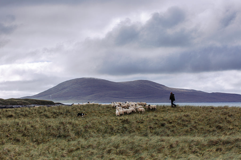 The small parcels of land known as crofts can be found throughout the Outer Hebrides.