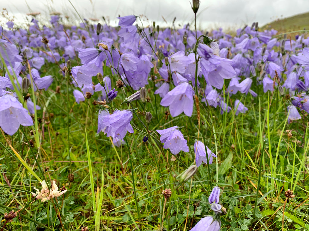 The rain-dropped heads of Harebells at Traigh Iar, Isle of Harris.