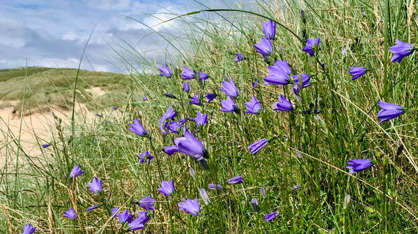 The surprisingly sturdy heads of the harebell bring colour to the shore.