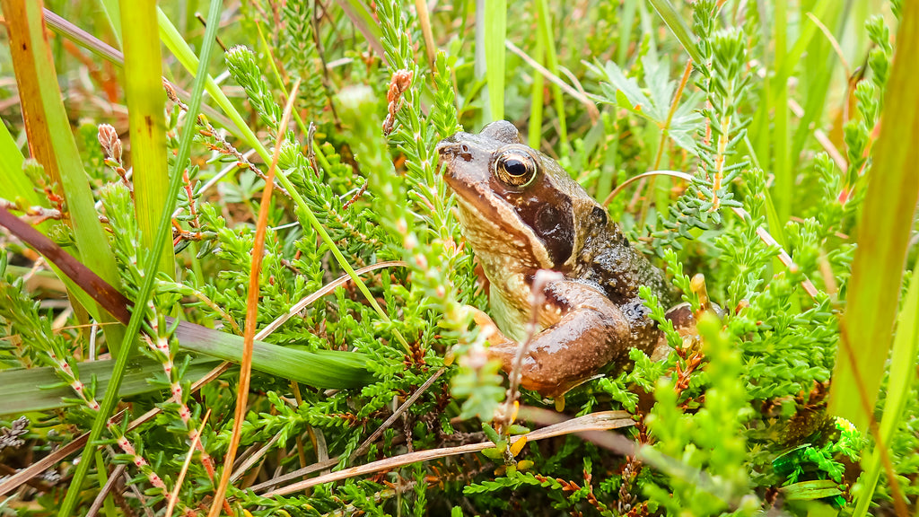 A moorland frog hides in the heather.