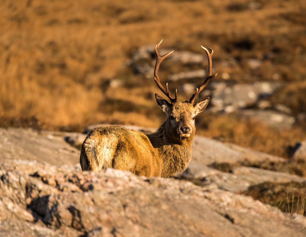 A Harris stag high up in the hills.