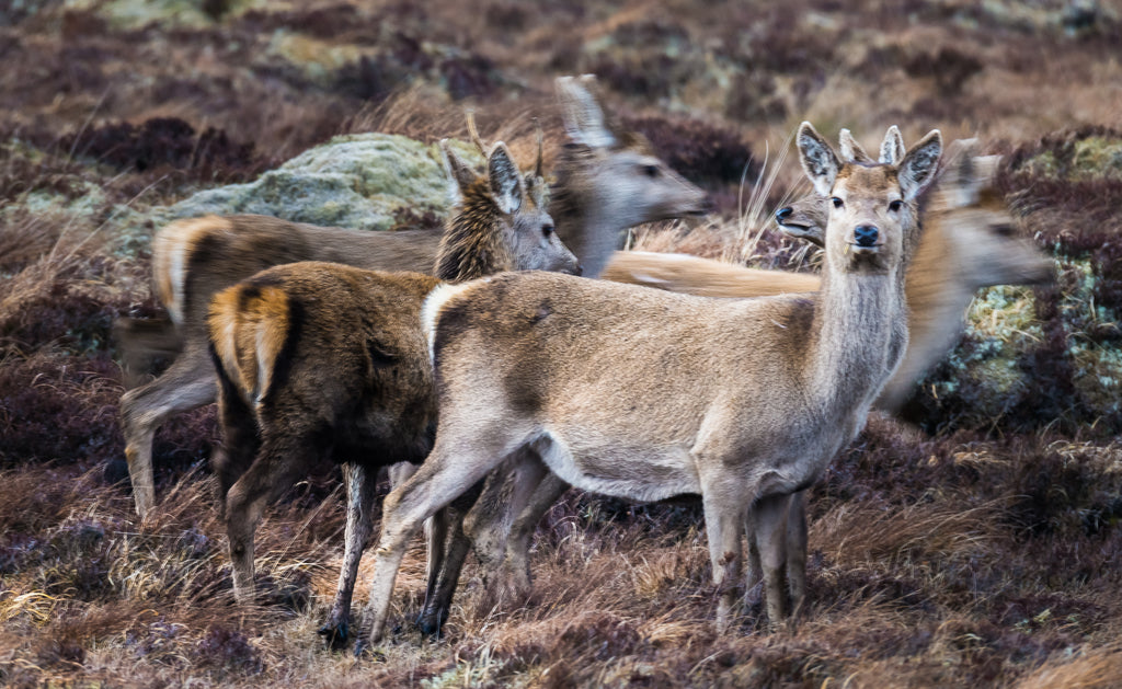 Red deer hinds blend in with the natural background.
