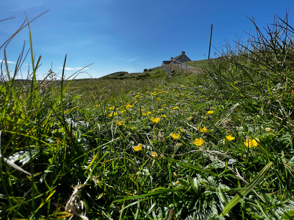 Buttercups under blue skies in Scalpay by Mike Donald.