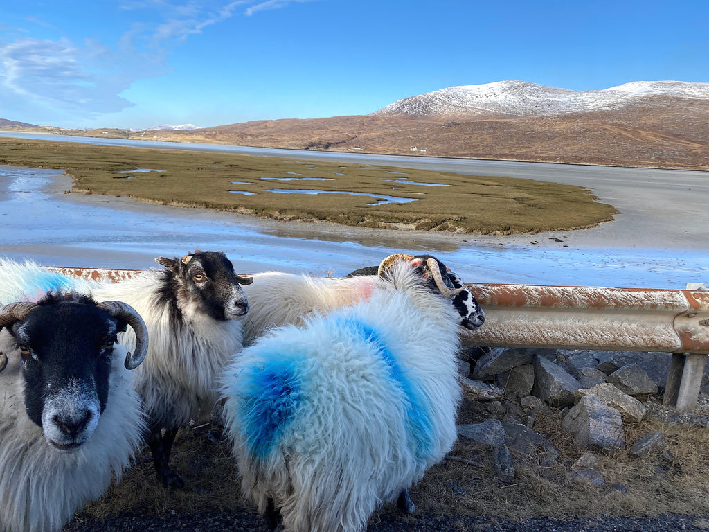 Roadside ewes with fine views at Seilebost. Image © Lauren MacSween.