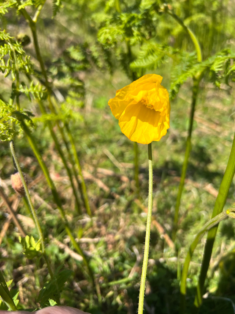 The bell-shaped head of the welsh poppy.