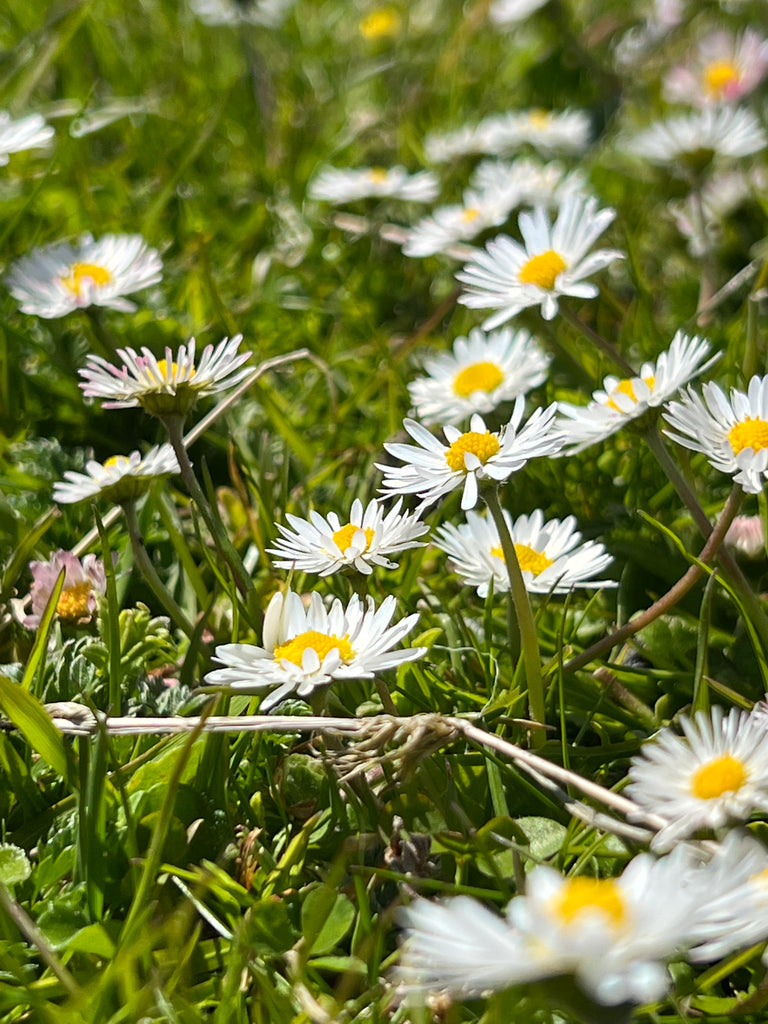 The first wave of late spring common daisies.