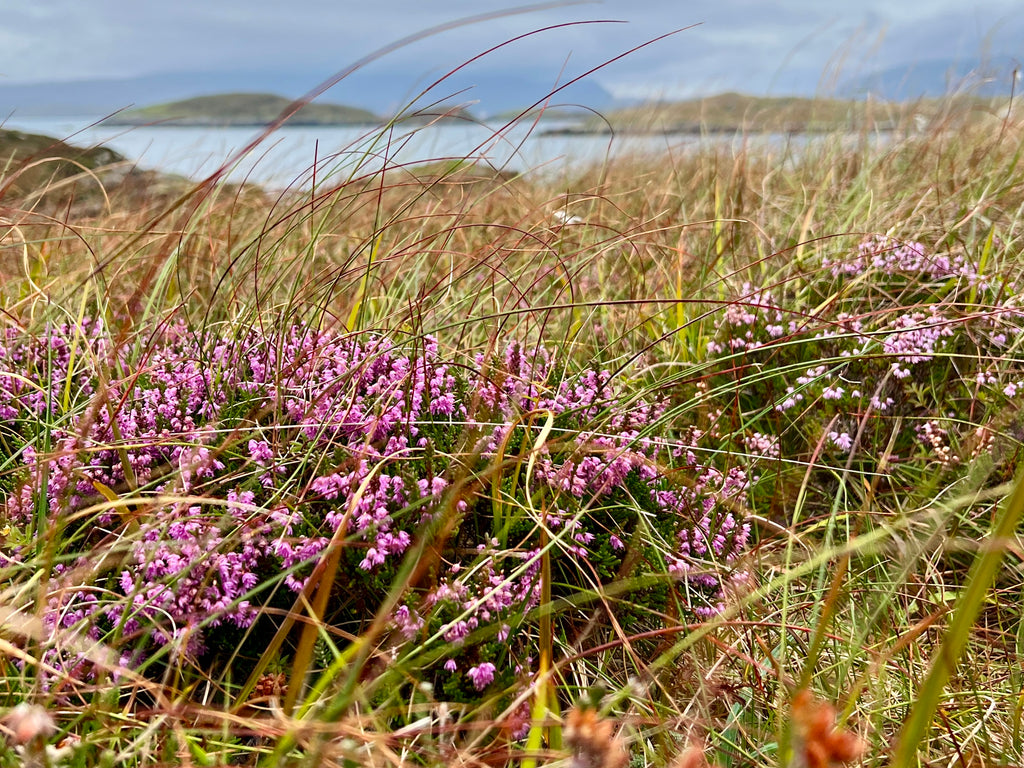 The pink and purple heathers of Harris help us mark the changing seasons.