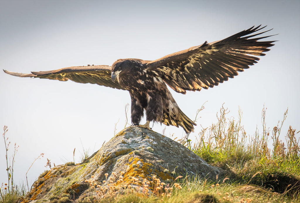 A juvenile spreading its wings and practicing for a first flight.