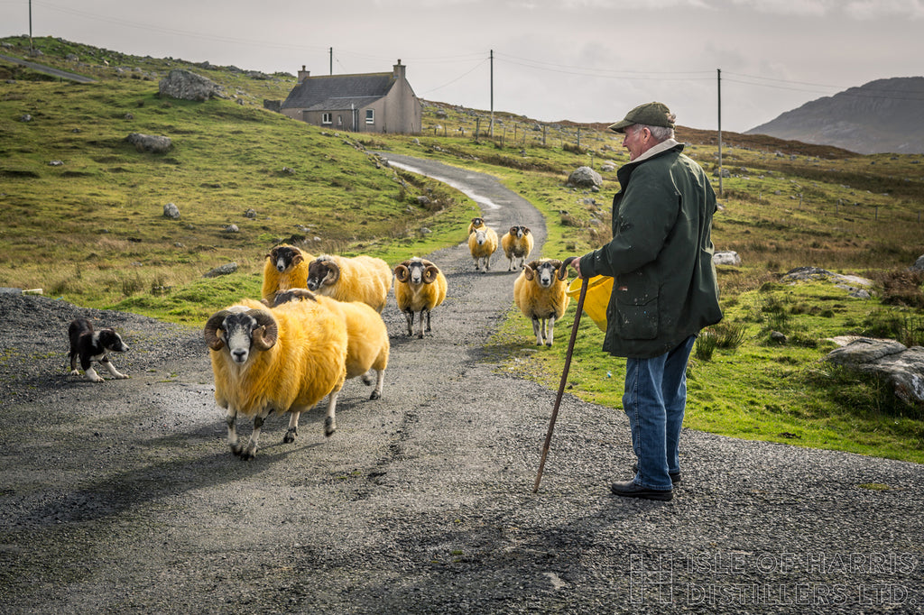 Who let the rams out? Tupping season gets underway here in Harris.