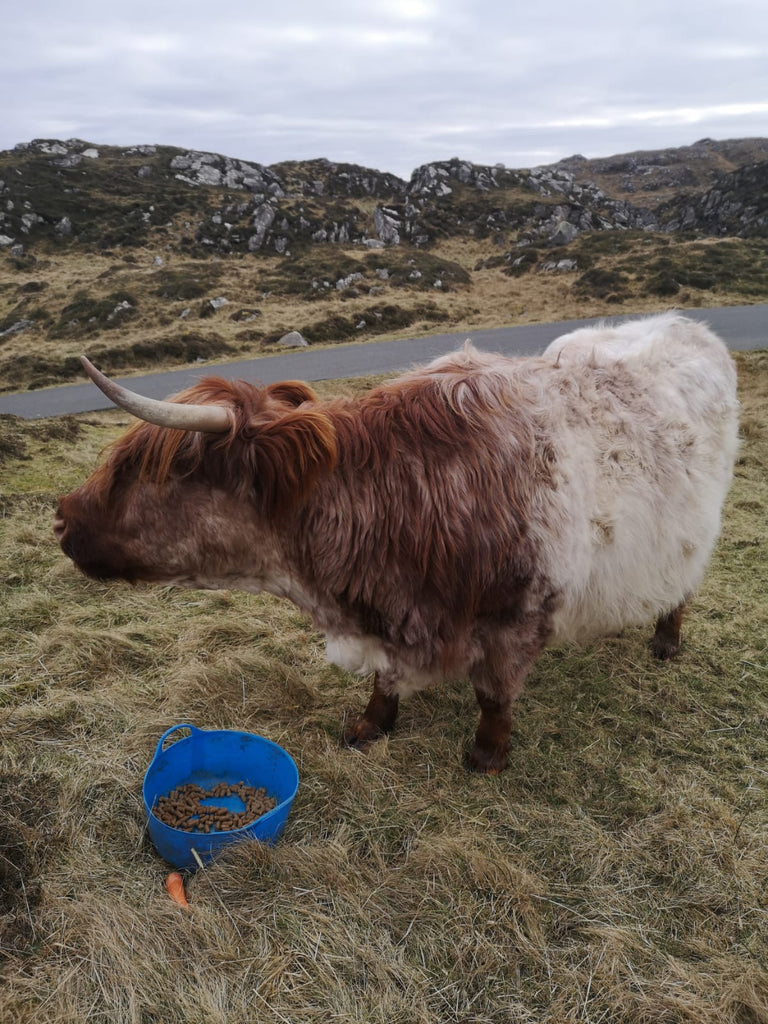 One of Kath's 'coos' looking forward to more fresh croft grass.