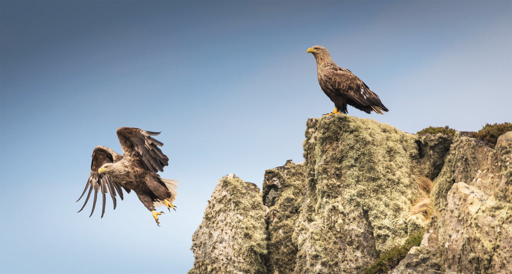 A pair of white-tailed sea eagles keeping watch.