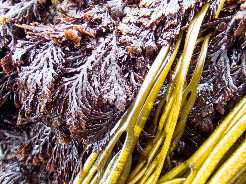 Pepper dulse and Sea spaghetti, fresh from the seas of the Outer Hebrides.