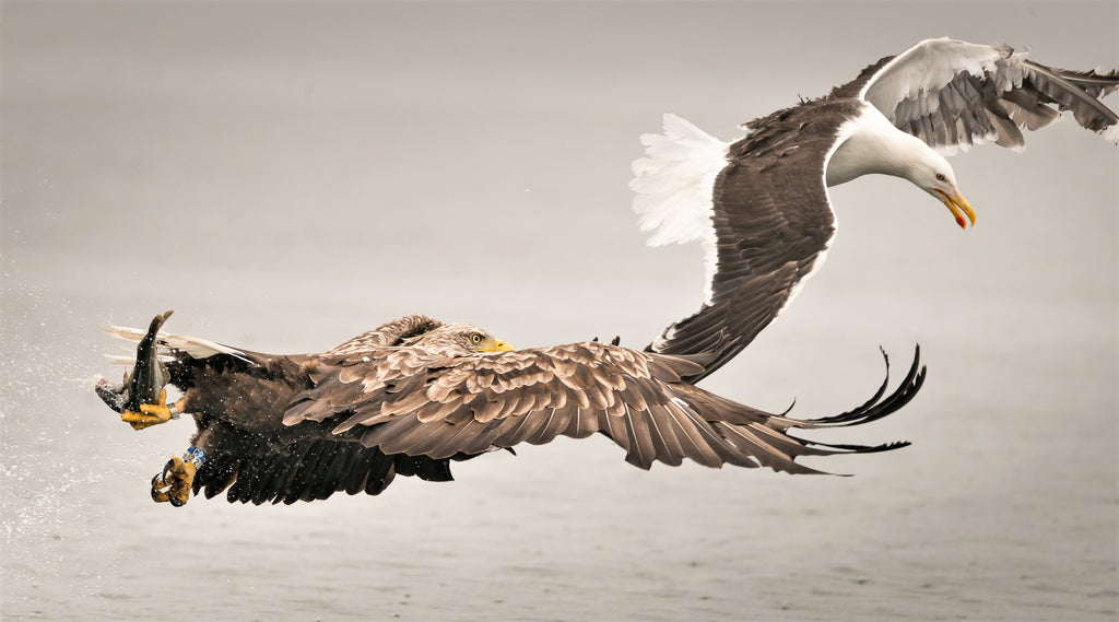 Battles with a brave black-backed gull.