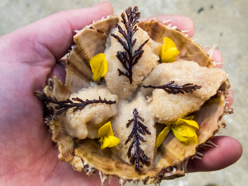 Sea urchin with pepper dulse and gorse petals