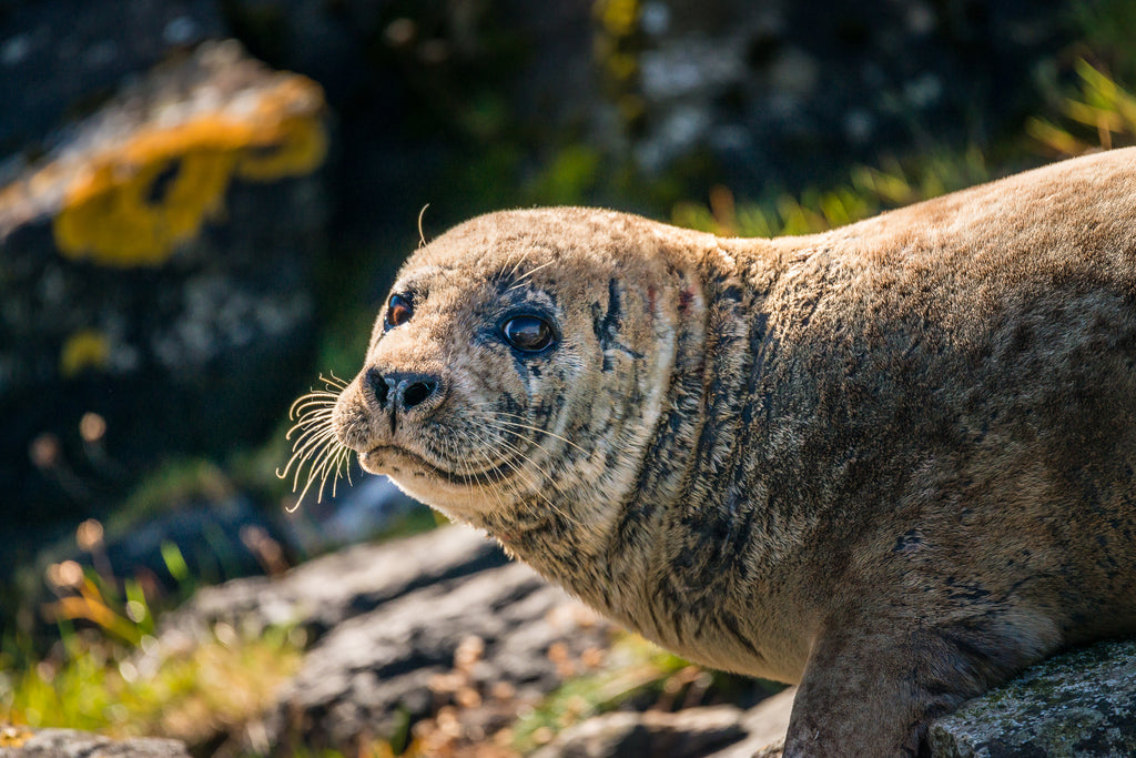 Sunbathing seals spotted lounging on the warm foreshore rocks.