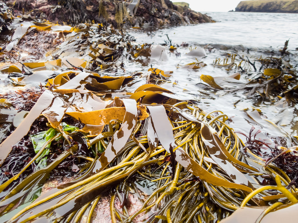 Spring tide seaweeds. Image © Lewis Mackenzie