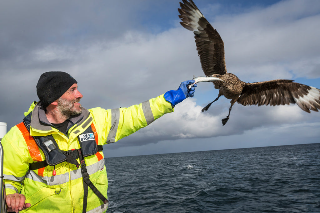 A fishy treat for a friendly Skua on the way back to shore.