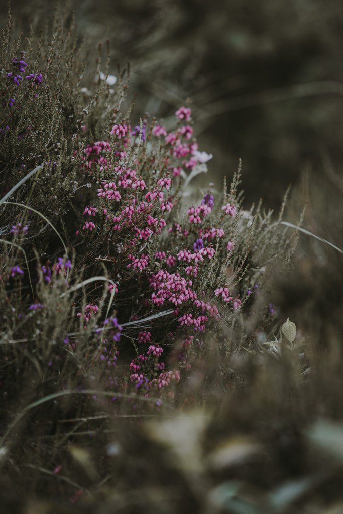 Purple patches of blooming heather. Image © Annie Spratt