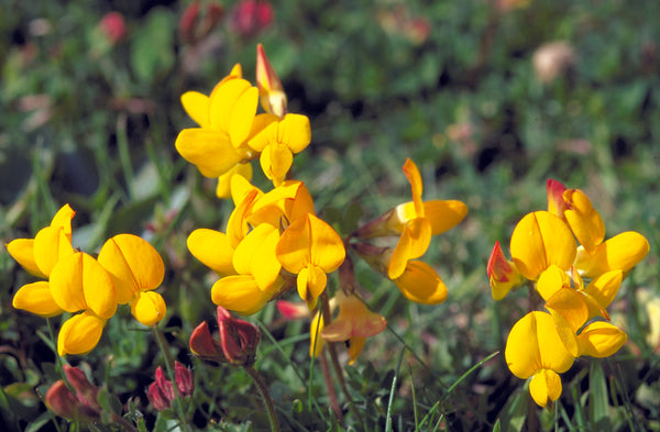 Beautiful Bird's Foot Trefoil, although it's the seed pods which inspire the name.