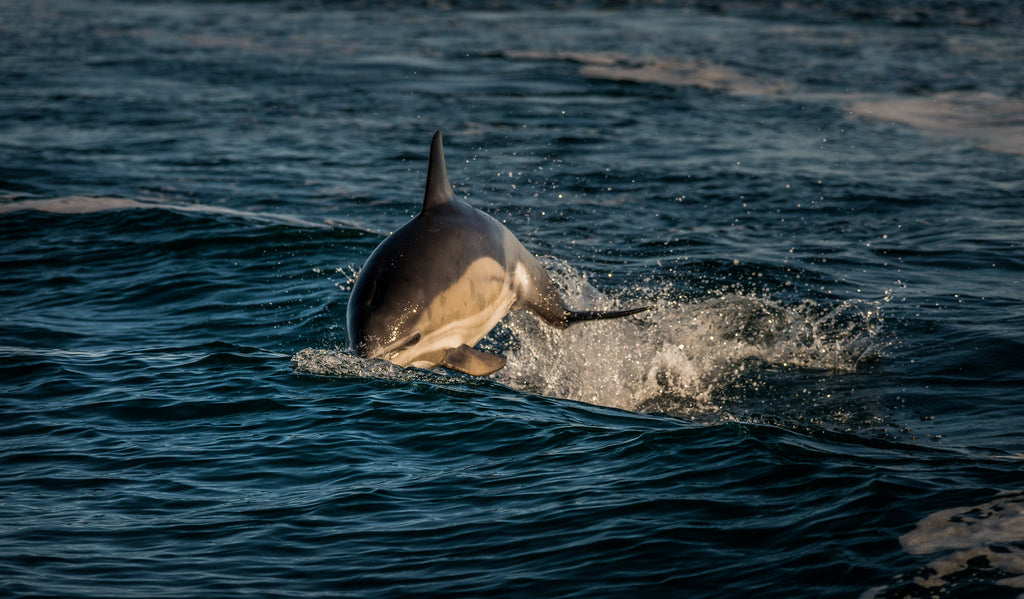 A Common dolphin makes a splash in the Minch seas. Image © Lewis Mackenzie.