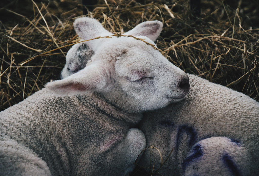 Lambs keeping warm on a fresh bed of hay.