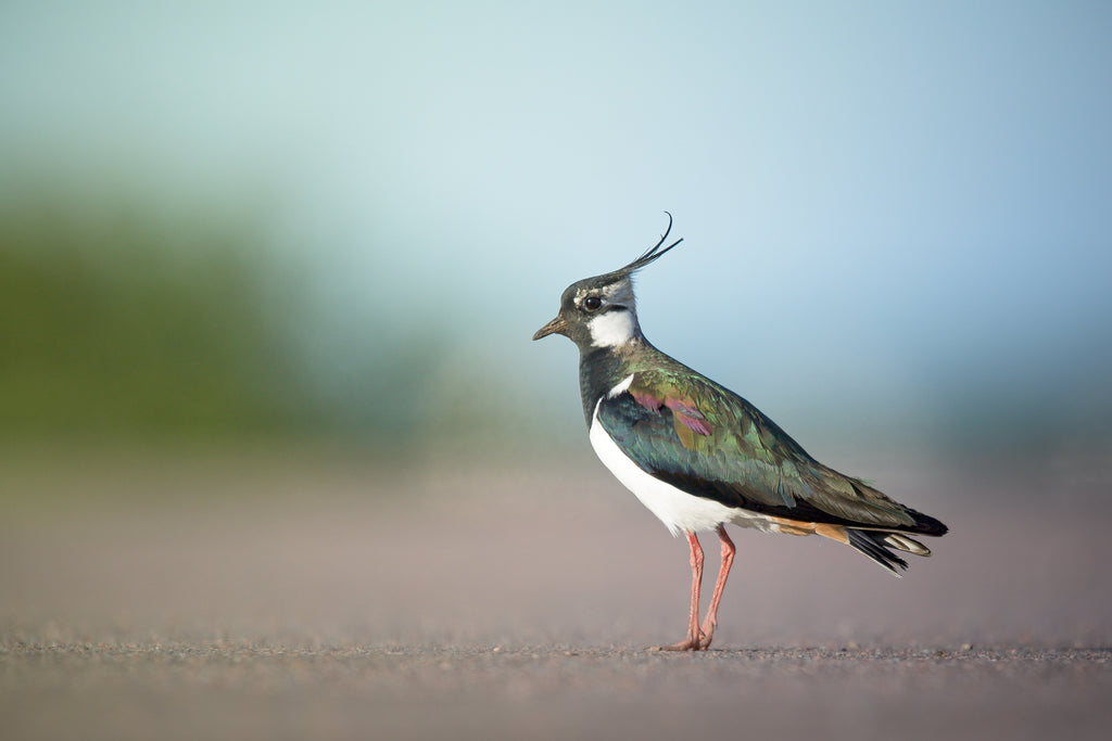 Rare birds like Lapwing live among the fragile machair ecosystem.
