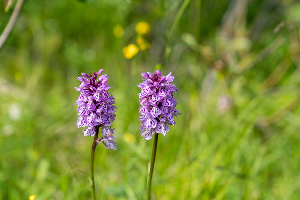 The stunning purple and white petals of the Spotted orchid (Dactylorhiza fuchsii)