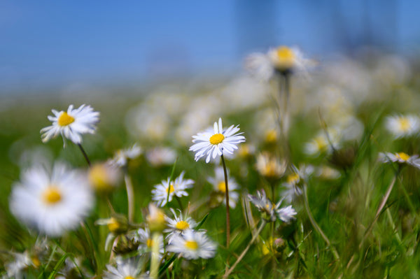 The humble daisy is often the herald of the machair season.