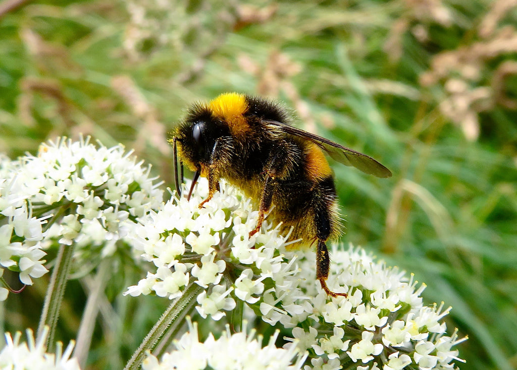 Bumblebees abound in and around the annual eruption of wildflowers.